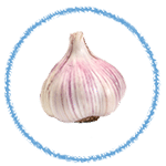 garlic