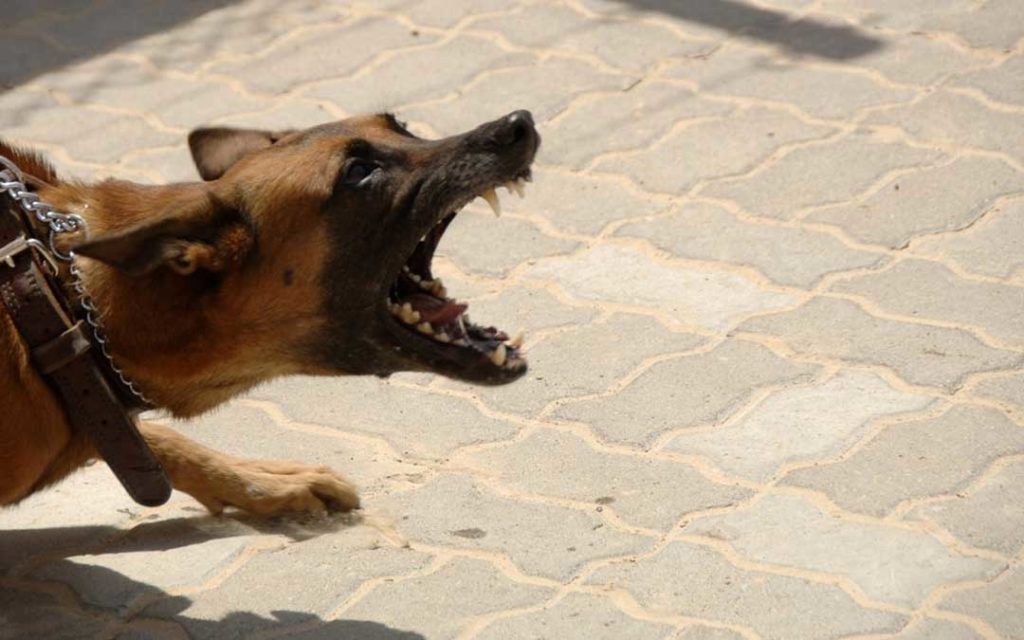 A dog bite can inflict physical injury as well as pain and suffering.