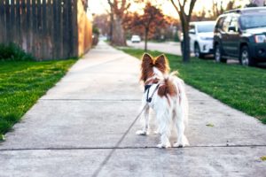 Leashed dog walking on sidewalk