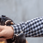infected dog bite