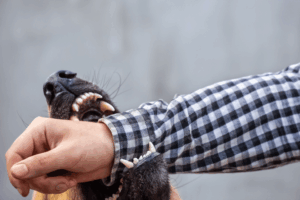 infected dog bite