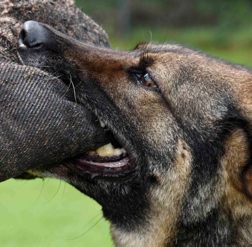 dog bite lawyer