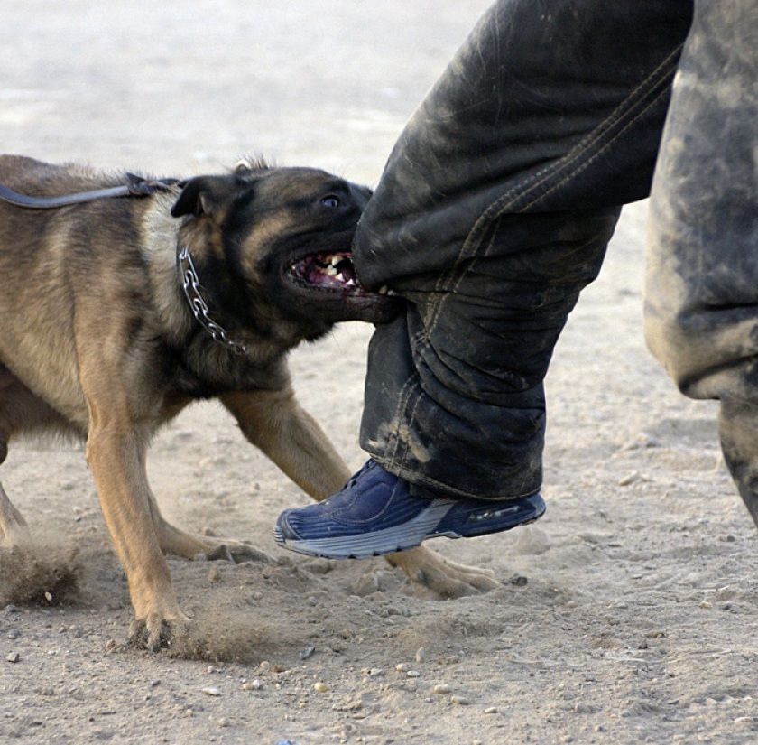 dog bite lawyer