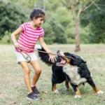 what to do immediately after dog bite florida law aggressive dog about to bite human